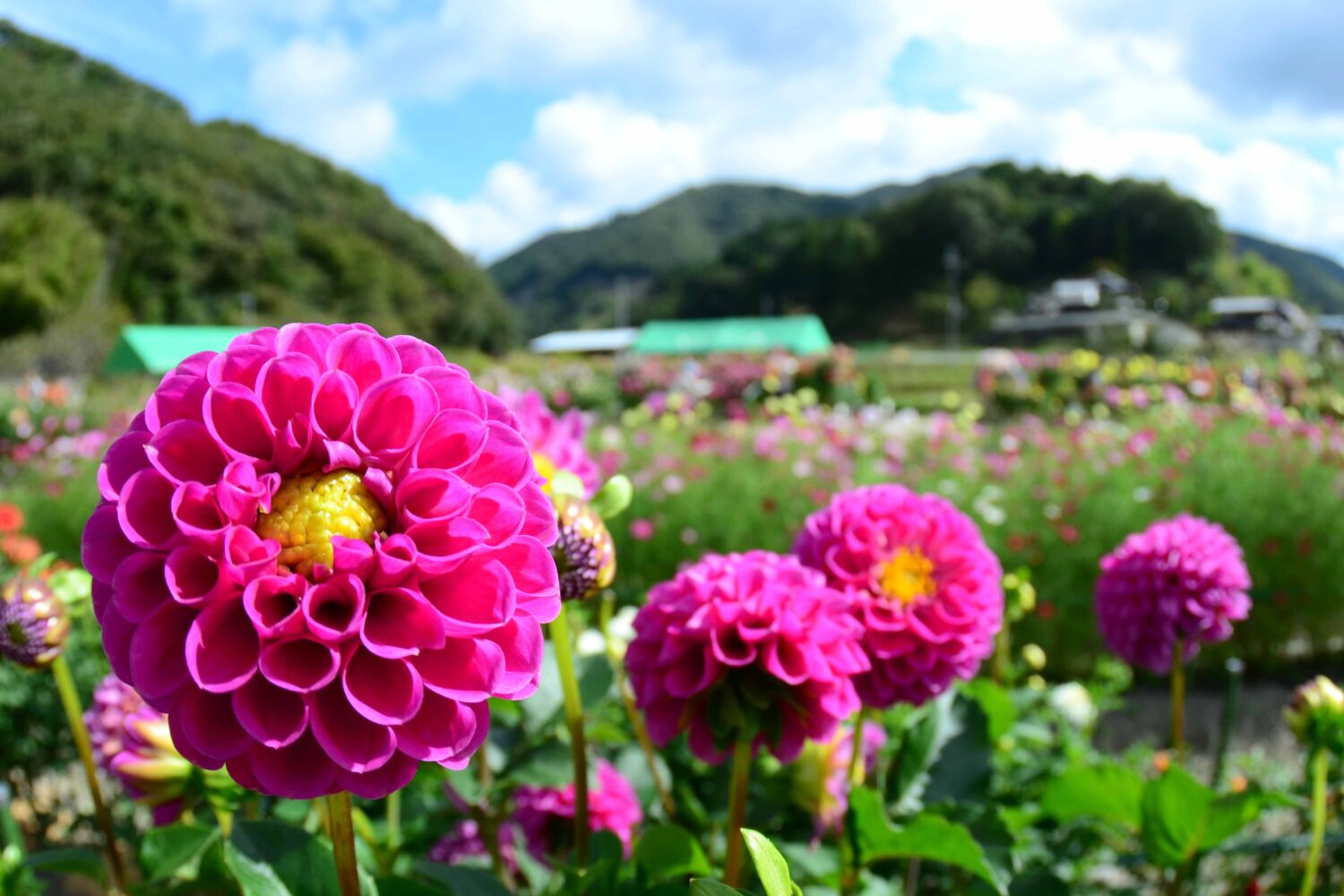 今年のオープンは9/19<br>黒川ダリア園