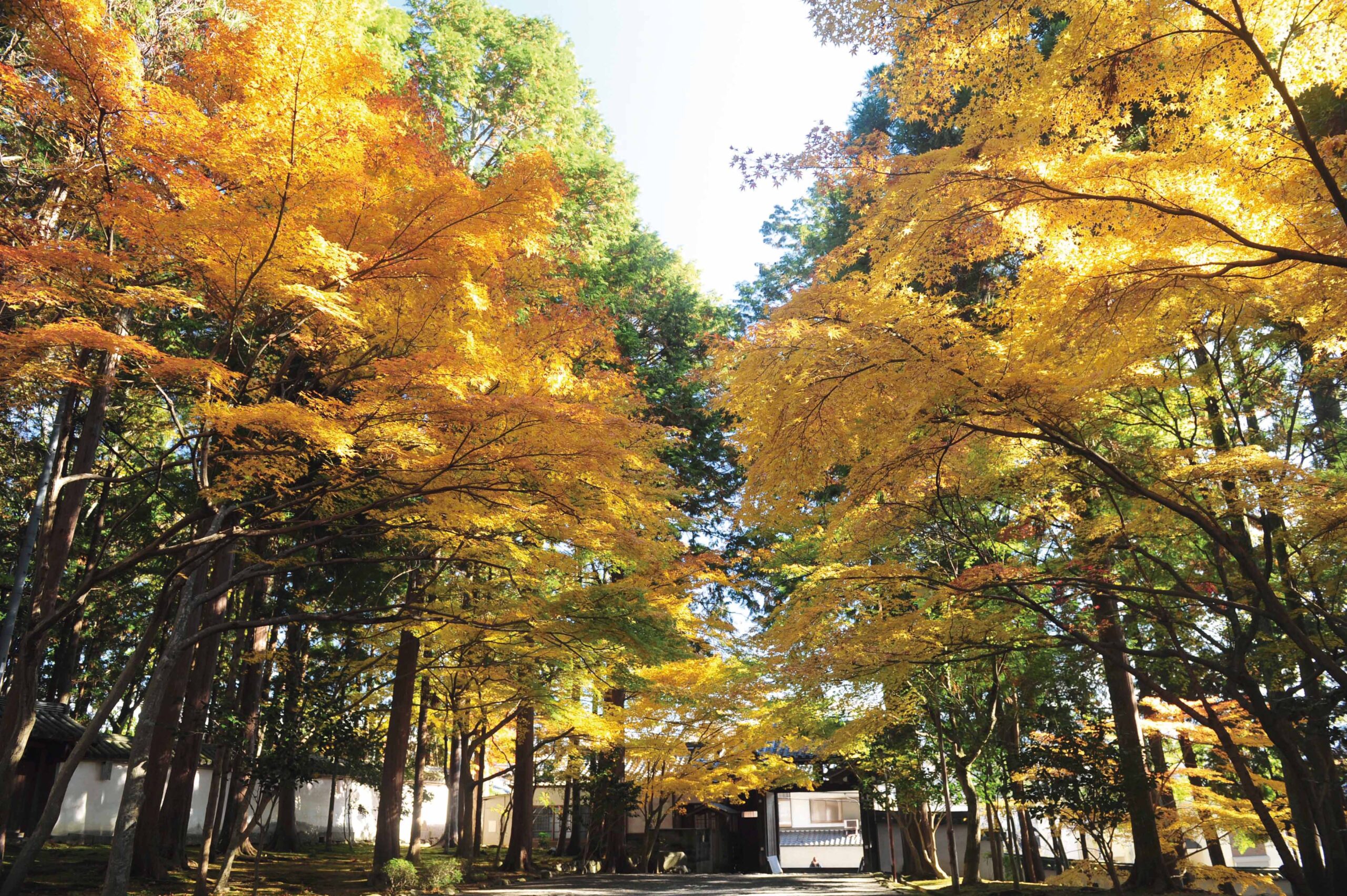 川西の秋！<br>紅葉スポットを紹介します